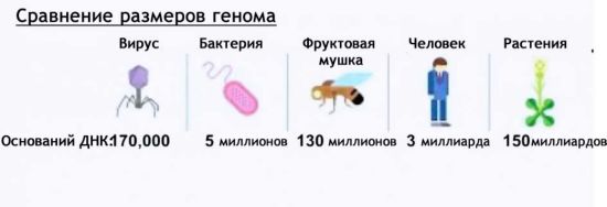 Сравнение бактерий и вирусов. Сравнение вирусов и бактерий. Сравнеине врусови байтерий. Размеры вирусов и бактерий. Вирус по сравнению с бактерией.